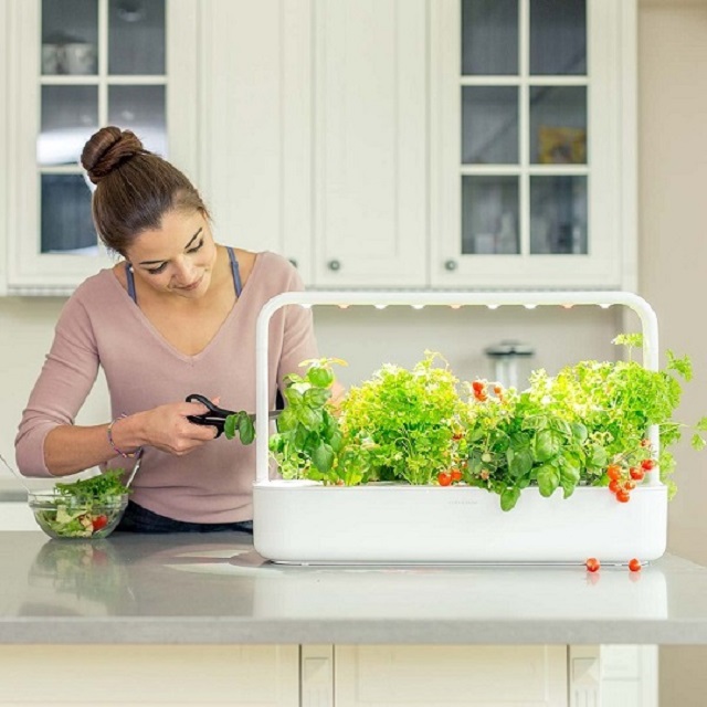 container garden for grow different vegetables