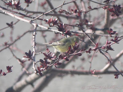 Female Western Tanager stops by for a snack of crab apple buds, photo ©2019 Tina M.Welter