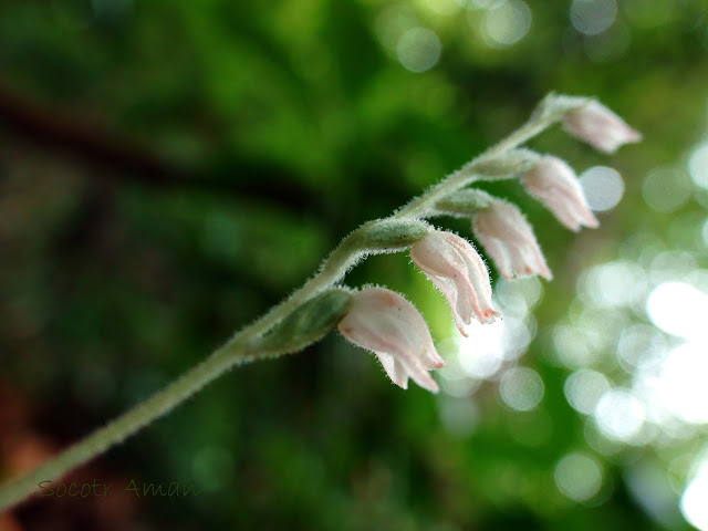 Goodyera schlechtendaliana