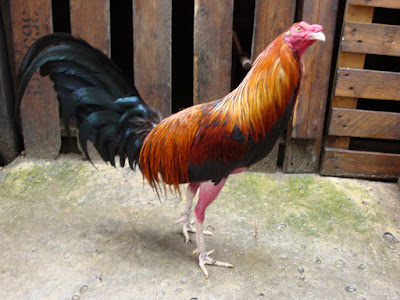 magen de gallo fino de combate de color casi colorado en colombia