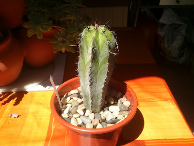 Polaskia chichipe