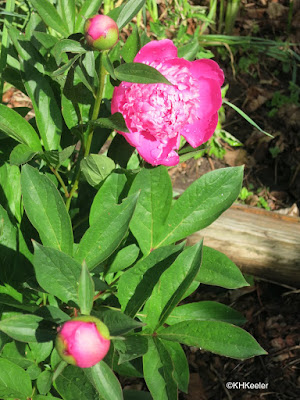 peony