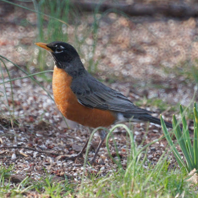 Robin