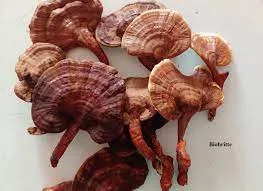 Ganoderma Mushroom Pure Culture Supplier Company in Vanuatu