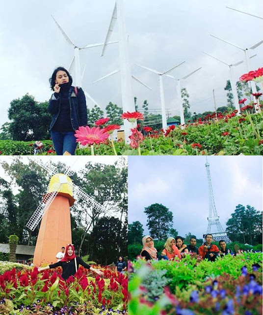 Spot Foto Keren Di Taman Bunga Celosia Bandungan Semarang