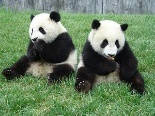 Panda Gosip Gambar