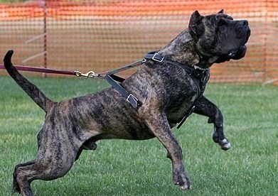 Presa Canario Photos