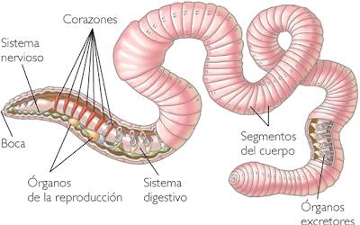 Resultado de imagen para respiracion cutanea