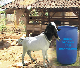 membuat pupuk organik dari kotoran kambing
