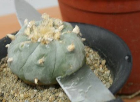 agrowisata lembang berupa paket budidaya kaktus