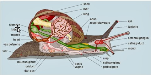 Sejuta Ilmu dan Cerita Makalah Zoologi Invertebrata  