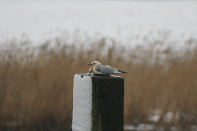 Kokmeeuw - Kob - Chroicocephalus ridibundus