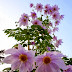 Dahlia imperialis
