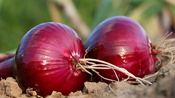 onion