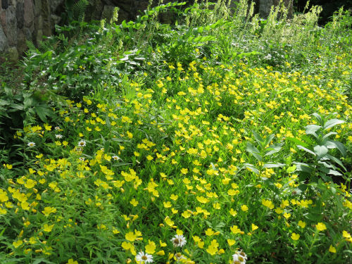 missouri primrose