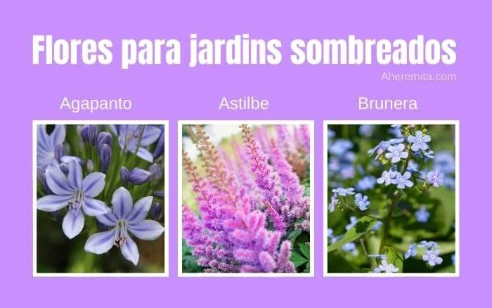 Flores Astilbe, Agapanto e Brunera na mesma imagem.