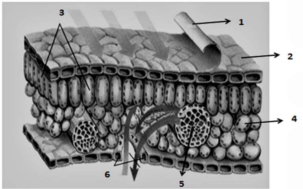 Bee Biology: struktur dan fungsi jaringan/organ pada tumbuhan