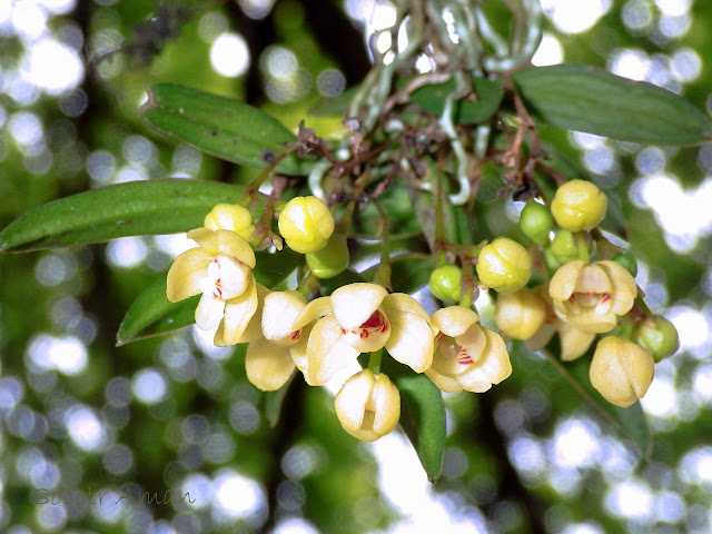 Thrixspermum japonicum