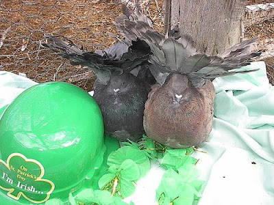 English Fantail Pigeon