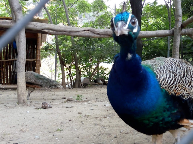 トビリシ動物園(Tbilisi Zoo)