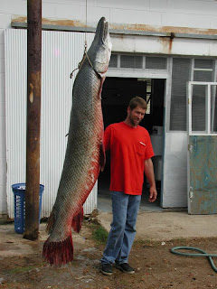 Biggest Alligator Gar