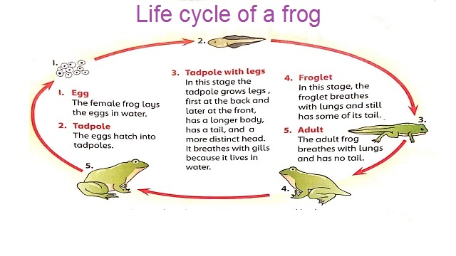 life cycle of a frog life cycle of a snake’  life cycle’ life cycle of a star’ life cycle of plant YouTube ‘ kinder’ life cycle of a heart worm’ life cycle of a ladybug’ life cycle of hamster’ life cycle analysis’