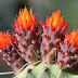 Beautiful Cactus Flowers