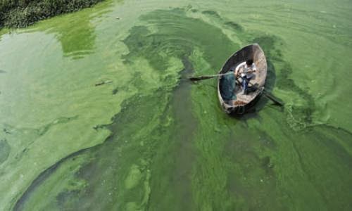 Algae To Solve The Pentagon Jet Fuel Problem