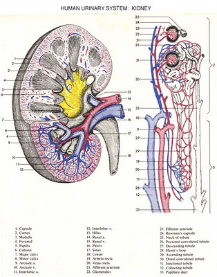 excretory system diseases. in excretory system facts