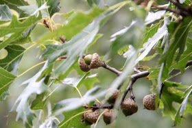 2015 acorn crop