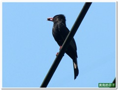 20110619_091815_022_Jhihtan
