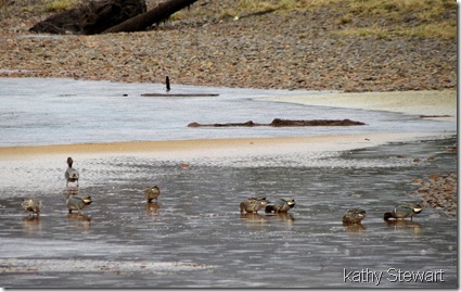 Green Wing Teal