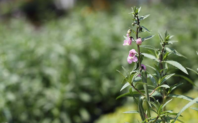 Angelonia Flowers Pictures