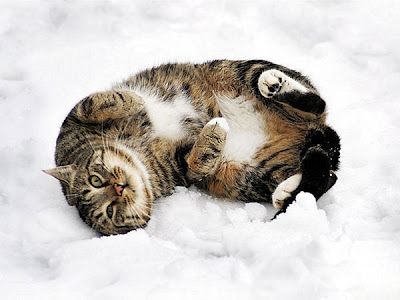 Cats in the Snow Seen On www.coolpicturegallery.us