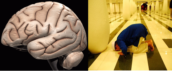  Bentuk Otak Manusia Sama Seperti Orang Yang Sedang Sujud 