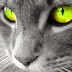 Cat Wallpaper Grey Persian HD Background