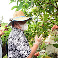 Daun Agro Dukung Produktivitas Pertanian di Deli Serdang