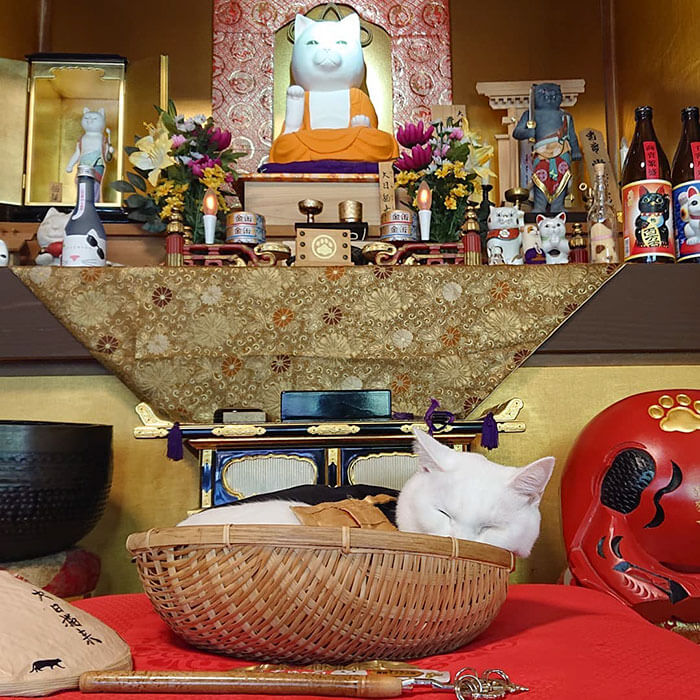 There Is A Japanese Cat Shrine, And Its Monks Are Adorable