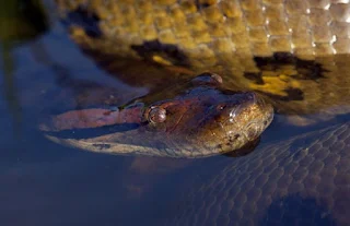 Is Anaconda a real snake