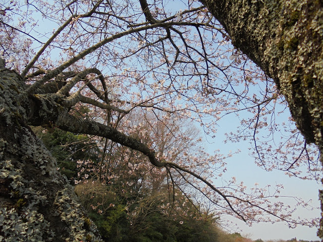 むきばんだ史跡公園入口のソメイヨシノ桜