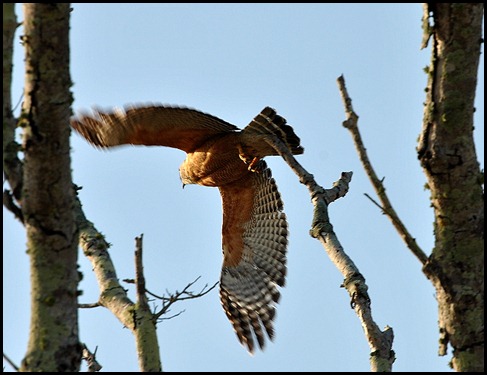 02 Red Shouldered Hawk