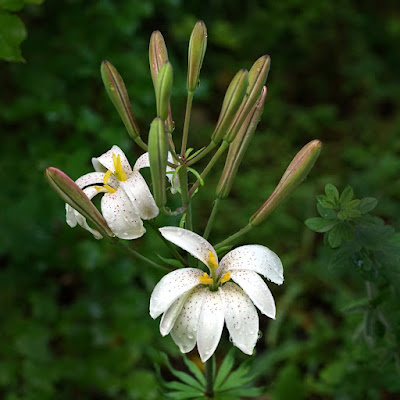 Лилия краснеющая (Lilium rubescens)