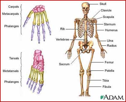 human anatomy skeleton. human anatomy skeletal