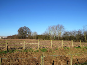 Dunnington Pine Bunting hedge