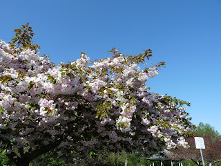 Cherry blossom tree Sequim May