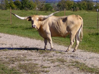 texas longhorns cattle. Texas, texas longhorn