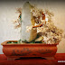 Bonsai đá Phong Thủy mang đến tài lộc, độc đáo, vẻ diệu kỳ của cuộc sống!
