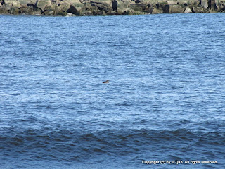 White-winged Scoter