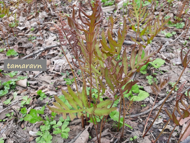 Оноклея чувствительная (Onoclea sensibilis)