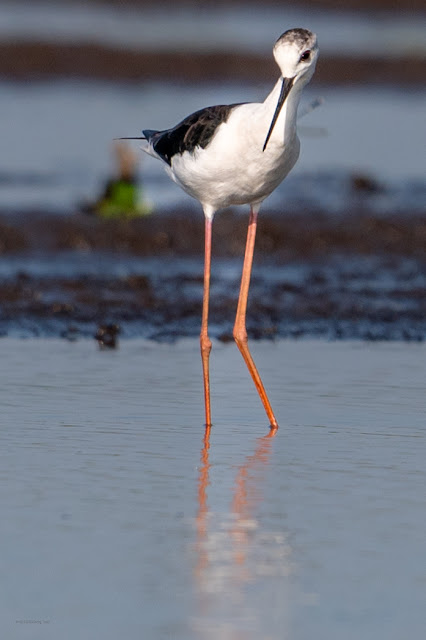 An Bui 2024 Dong Thap - Black Winged Stilt (Cà kheo cánh đen)